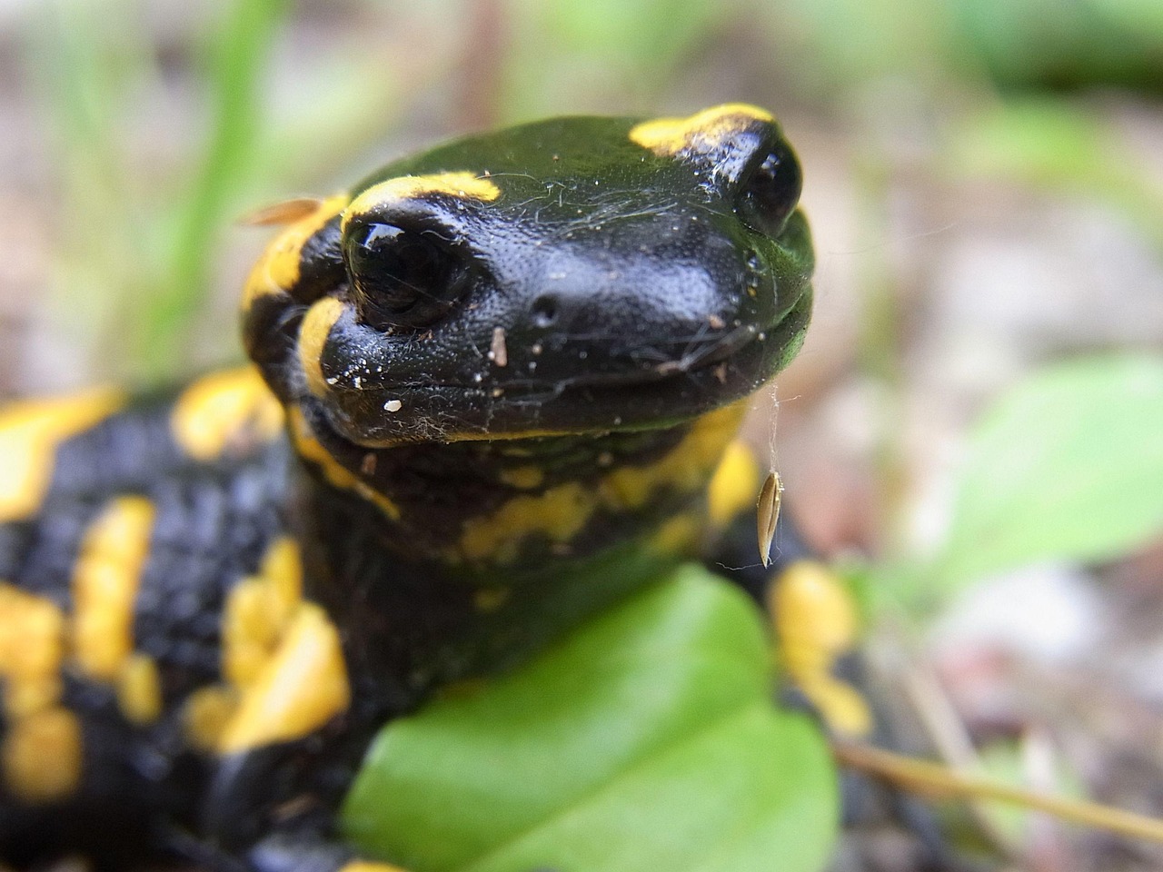 Fire Salamander Animal Free Photo On Pixabay Pixabay