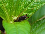 insect, earwigs, nature