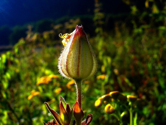 Sommer, Wiese, Wildblumen, Nahaufnahme