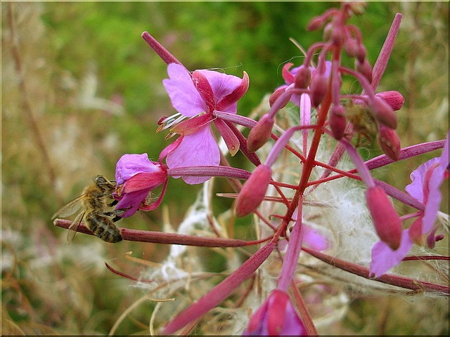 Biene, Sommer, Natur, Blüte, Insekt