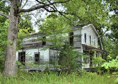 Abandoned log cabin invaded by weeds and trees