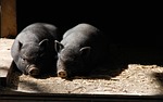 pigs, piglets, piglet