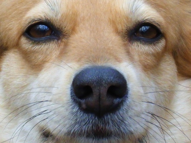 犬と一緒にキャンプ – これがアウトドアアドベンチャーの仕組みです