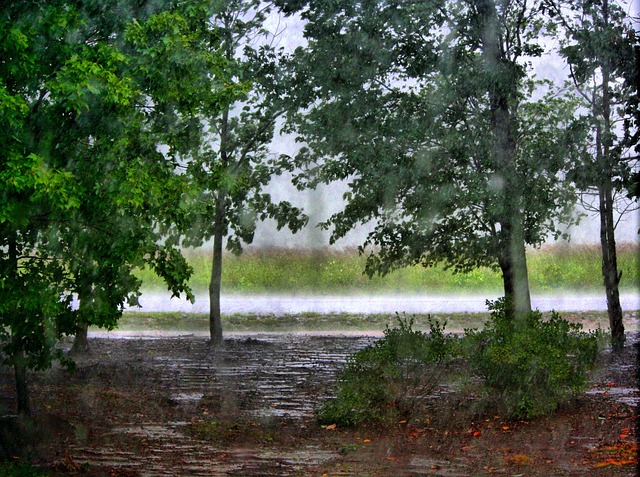 Raining Trees Forest - Free photo on Pixabay
