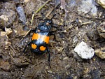 silphidae, schwarzhören niger gravedigger, nicrophorus vespilloides