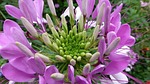 spider flower, spider plant, cleome spinosa