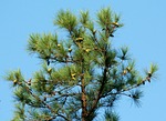 pine, tree, cones