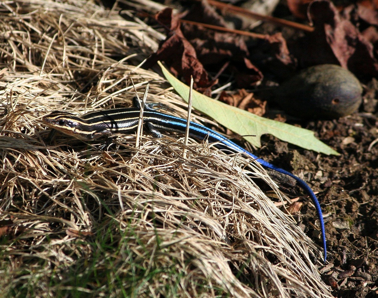 Skink - free online jigsaw puzzle photo