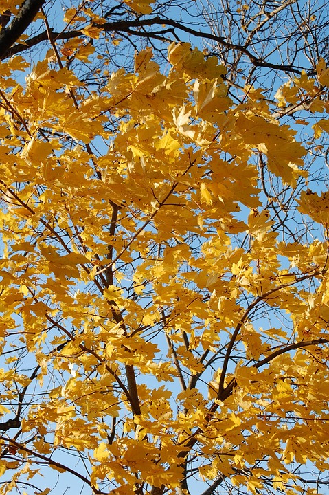 Fall Leaves Autumn - Free photo on Pixabay - Pixabay