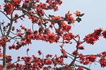 bombax ceiba, silk cotton, flower