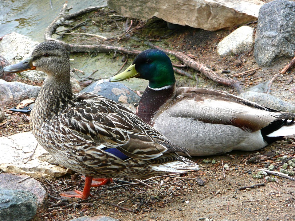 90+ Gambar Unggas Bebek HD Terbaik