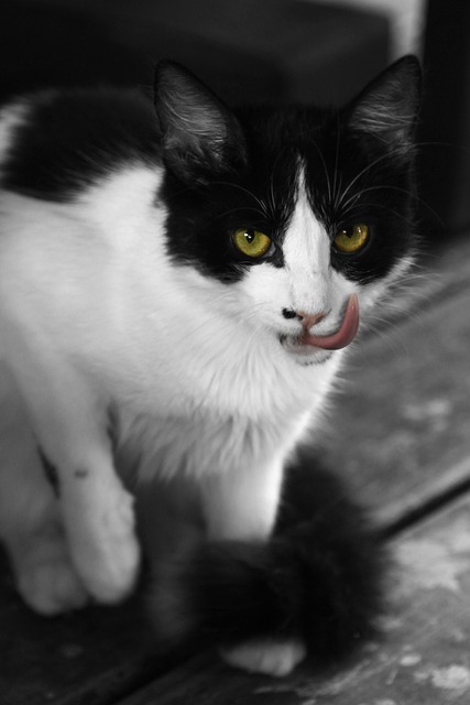 Free Cat Animals photo and picture