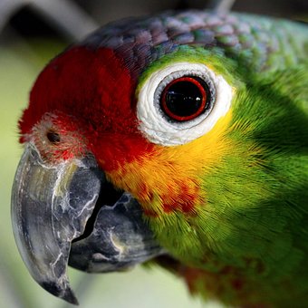 Free Parrot Nature photo and picture