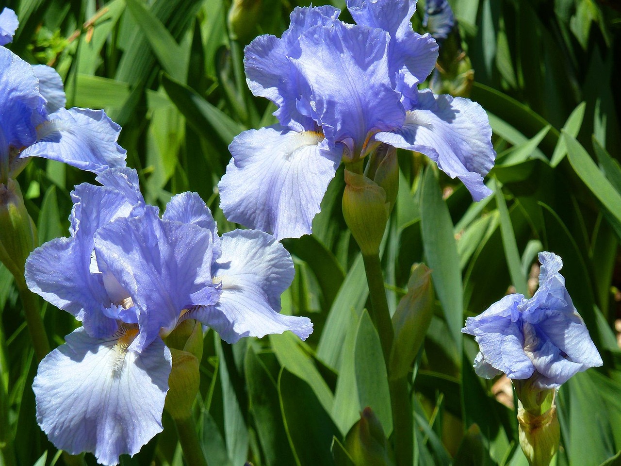 Iris Flowers Blossom Free photo on Pixabay Pixabay