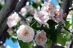 cherry, blossom, flowers