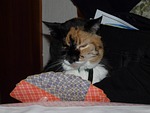 cat, cards, play