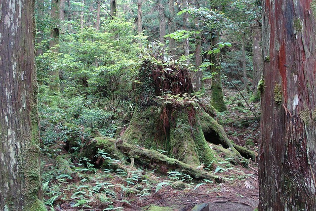 Free Stump Tree photo and picture