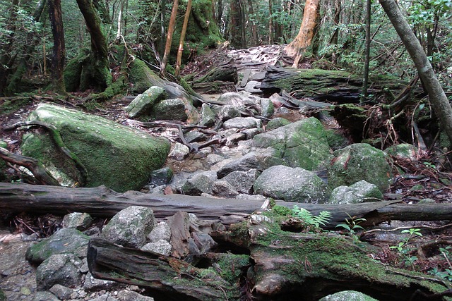 Free Forest Pebbles photo and picture