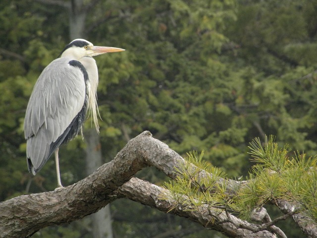 Free Nature Forest photo and picture