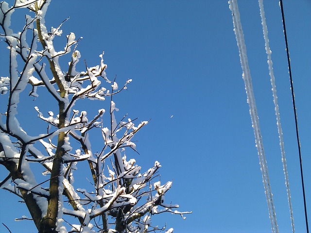 Free Winter Snow photo and picture