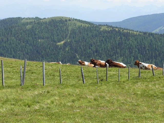 Free Cow Nature photo and picture