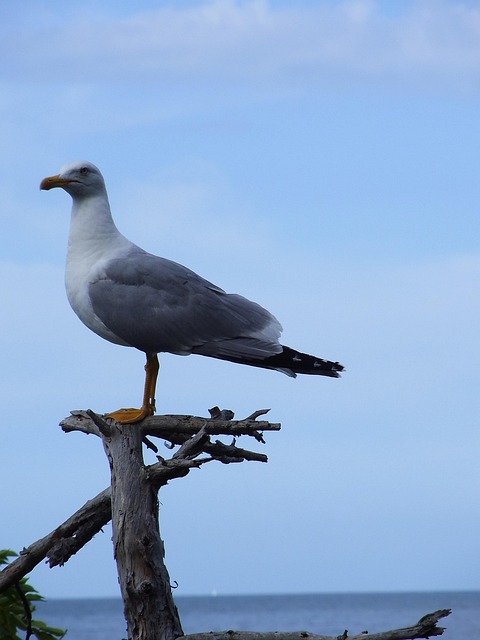 Free Gull Sea photo and picture