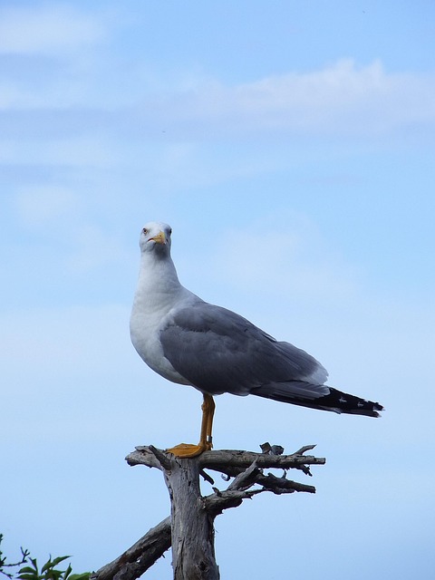 Free Gull Bird photo and picture
