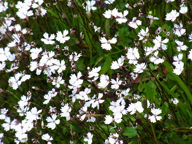 Free Flower Flower Wallpaper photo and picture