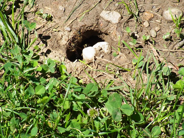 Free Bee Insect photo and picture