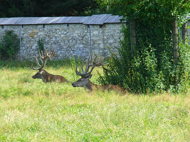 Free Deer Forest photo and picture