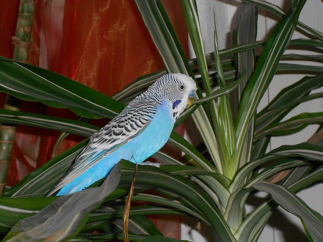 Free Bird Wellensttich photo and picture