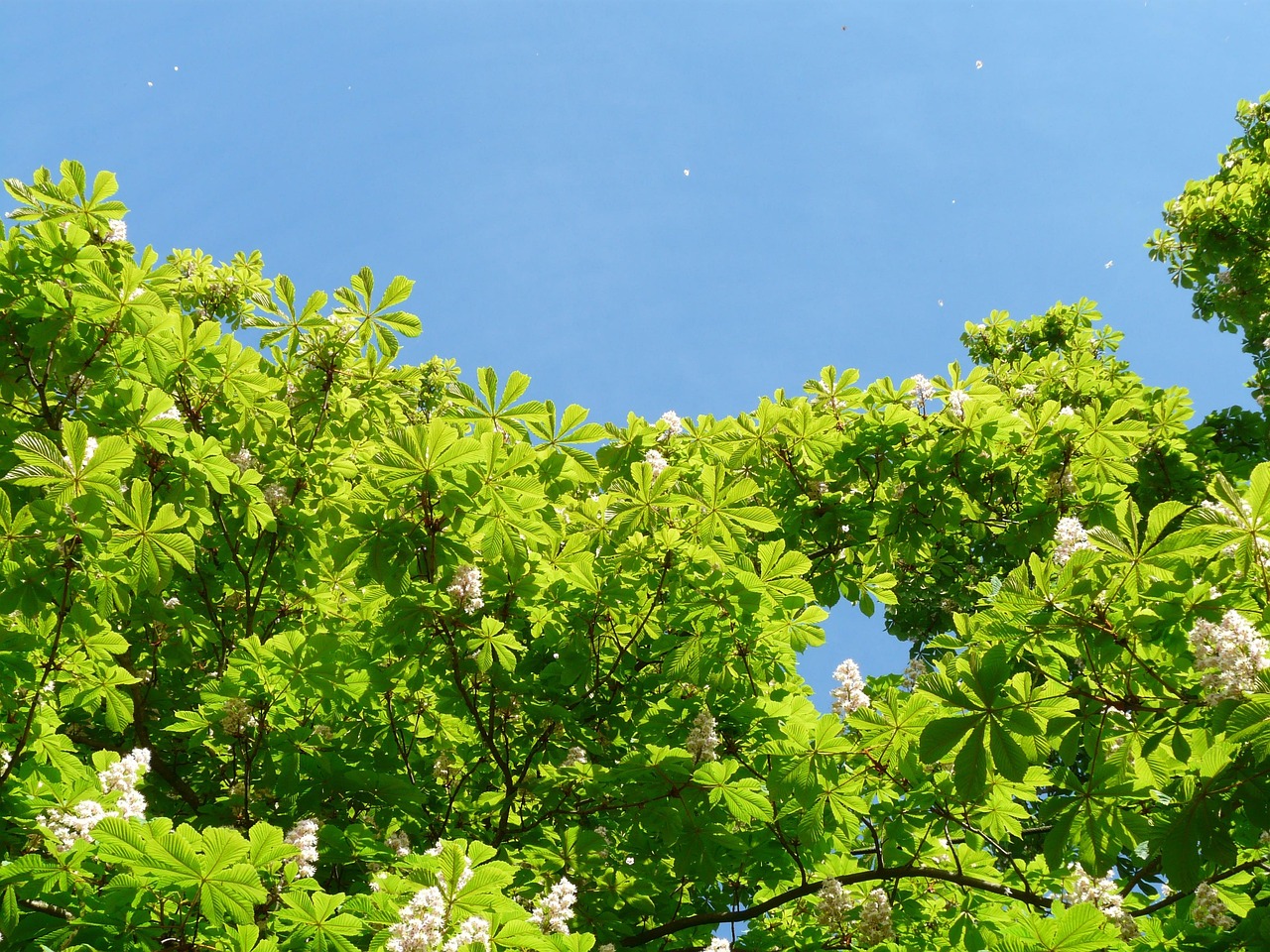 Common Horse Chestnut Leaves Free photo on Pixabay Pixabay