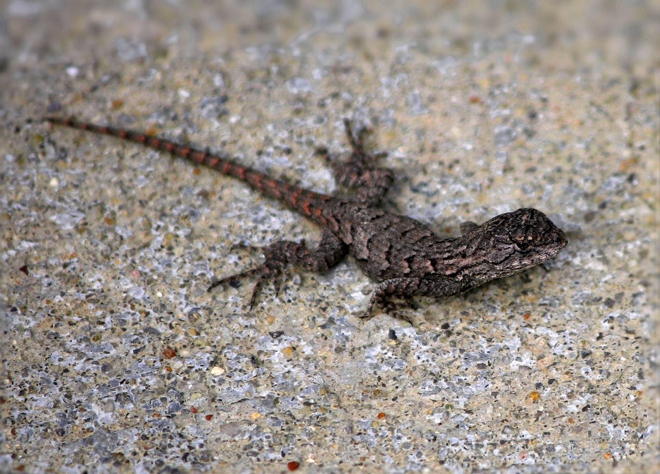 Eastern Fence Lizard Sceloporus Free Photo On Pixabay