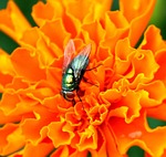 housefly, insect, pest