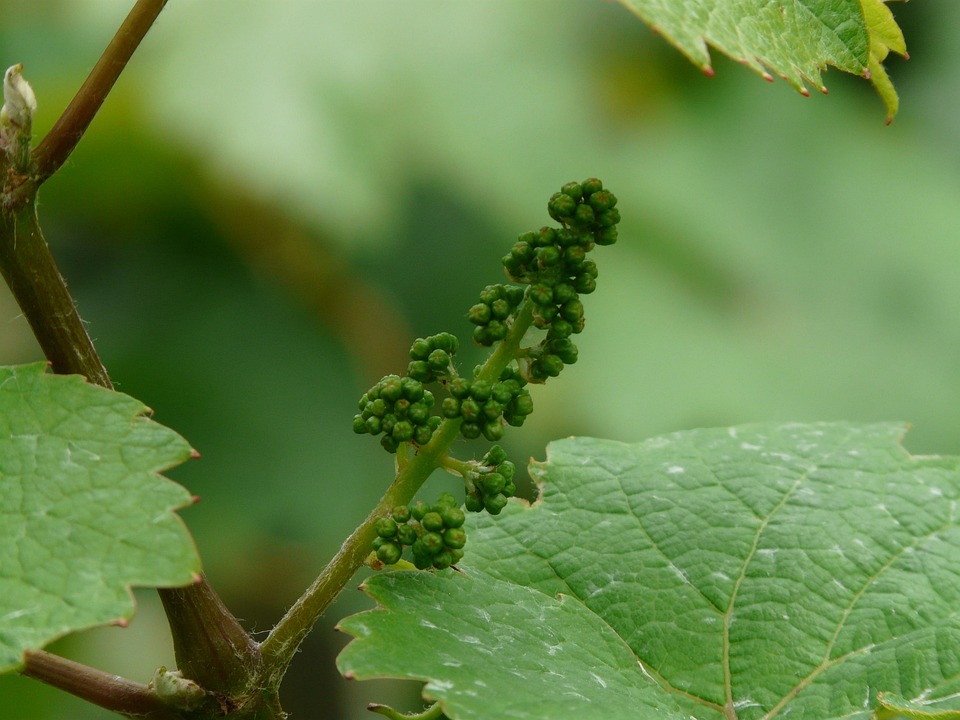 Free photo Grapevine, Vitis Vinifera, Wine Free Image on Pixabay 56052