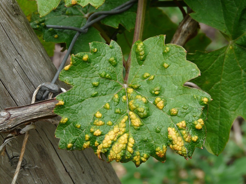 Grape Leaf, Smallpox Mite, Infestation, Green, Yellow