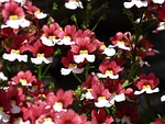 flower, blossom, bloom