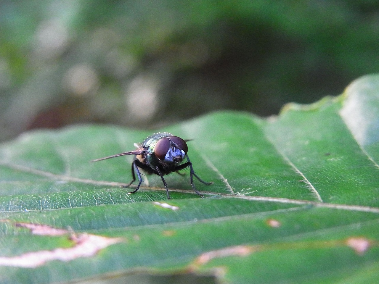 Forest Fly Insect Fly Insect Forest - Free photo on Pixabay - Pixabay