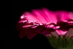 gerbera, blossom, bloom