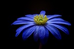 balkan anemone, flower, blossom