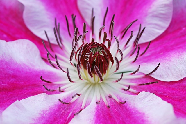 Download free HD stock image of Clematis Flower Free Clematis Flower photo and picture