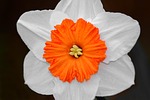 daffodil, bicolor, flower