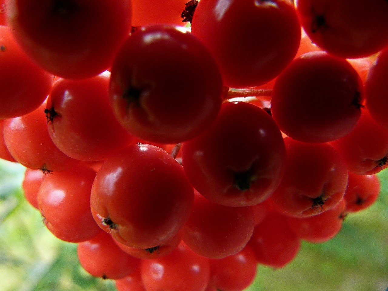 Rowan Berries Plant - Free photo on Pixabay