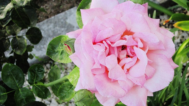 Free Pink Flower photo and picture