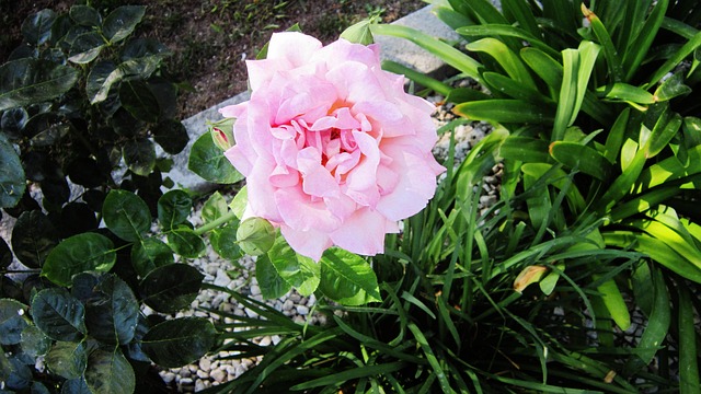 Free Flower Summer Flowers photo and picture