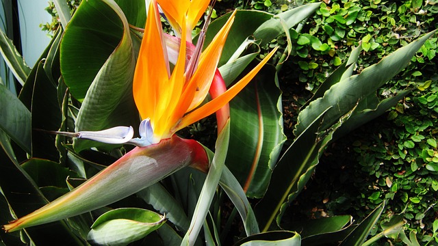 Free Bird Of Paradise Flower photo and picture
