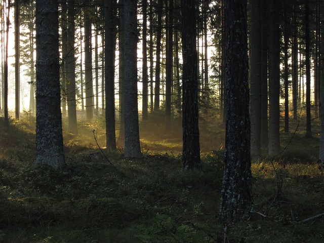 Free Forest Spruce photo and picture