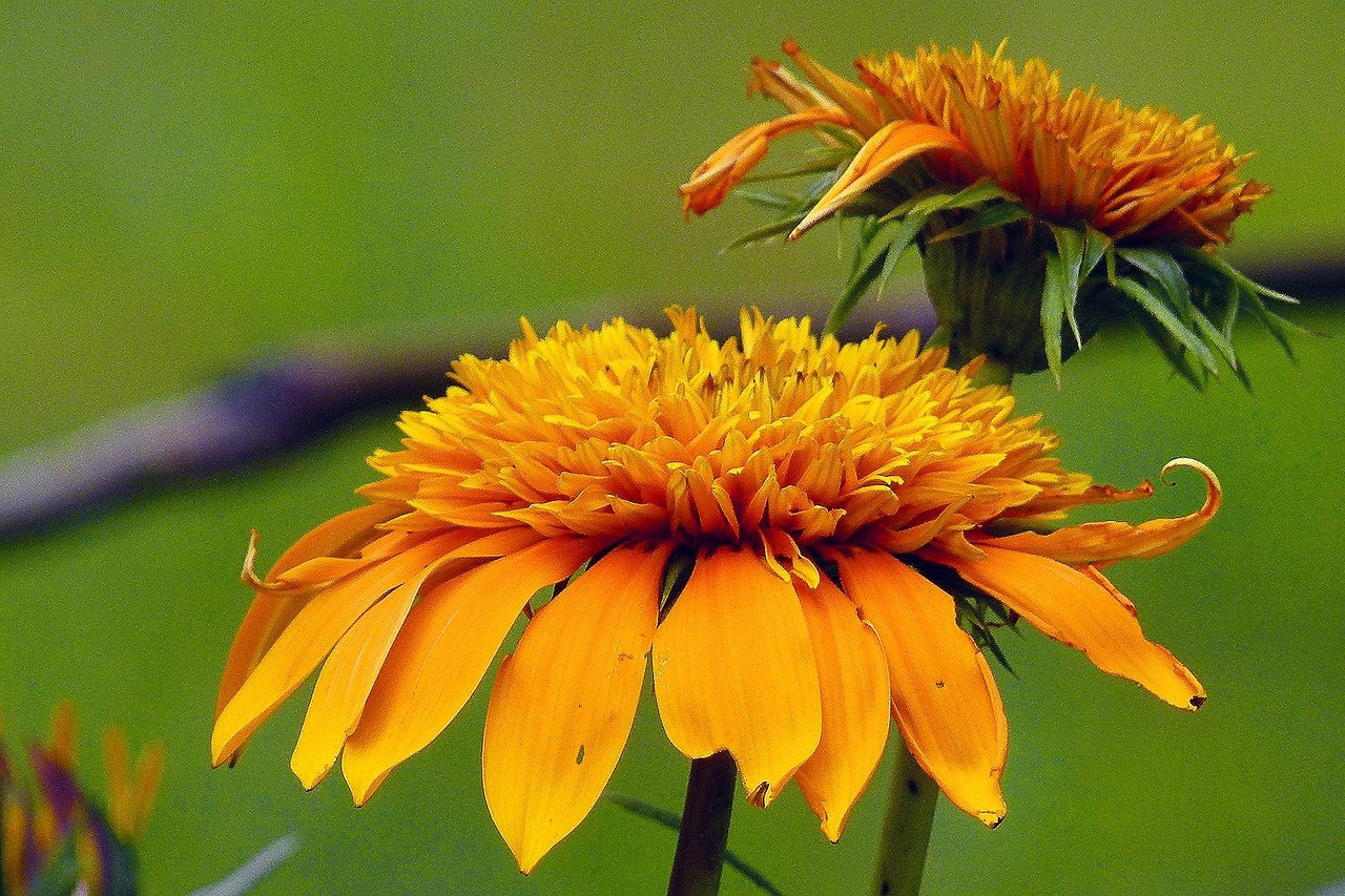flower-56929_1280.jpg