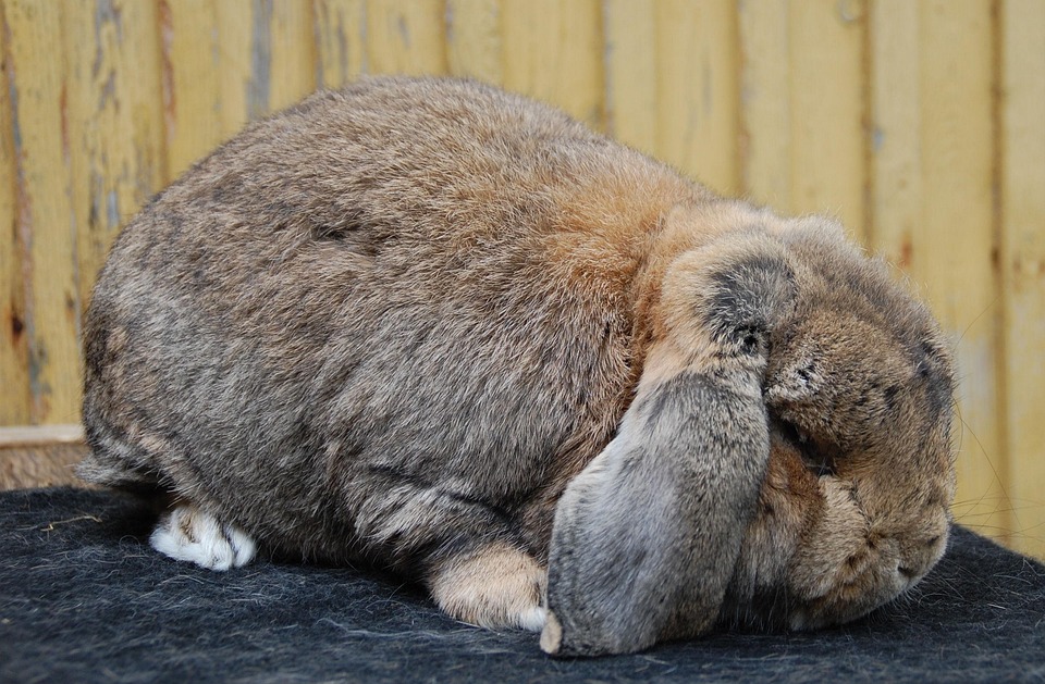 Rabbit Fluffy Fur Free photo on Pixabay Pixabay