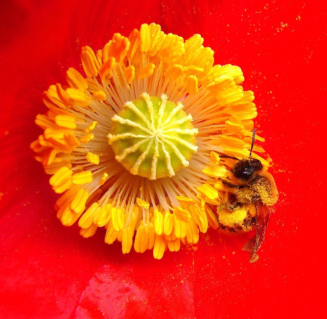 bee on poppy, flower background, flower wallpaper, insect, bee on flower, flower, honey bee, beautiful flowers, summer, flowers, orange poppy, orange flower, macro photography, macro, red flower, nature, red summer, red photography, red bee
